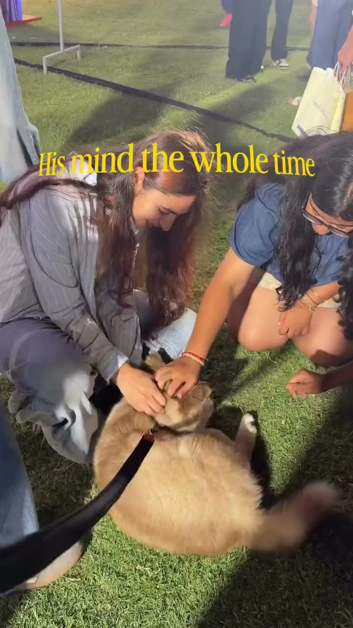 Visitors and their dogs out at the Weekend Bazaar